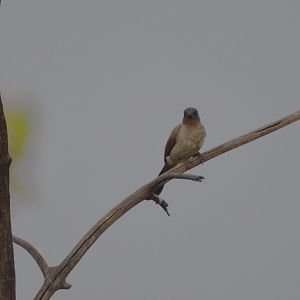 Common Bulbul