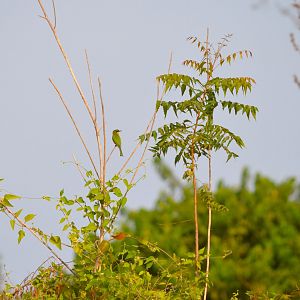 Little Bee Eater