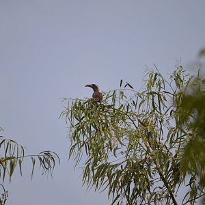 Grey Hornbill