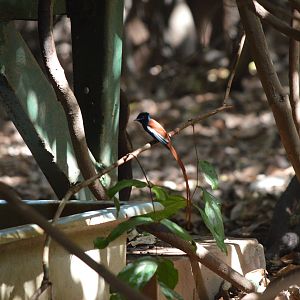 African Paradise Flycatcher