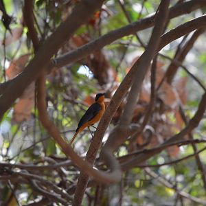 Snowy-Crowned Robin Chat
