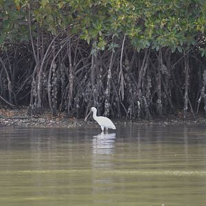 African Spoonbill