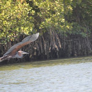 Goliath Heron