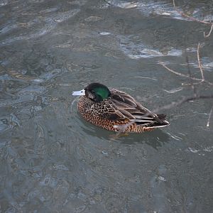 Unknown Duck (Mareca hybrid?)
