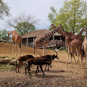 Giraffe/Sable African Savanna