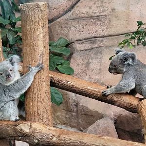 Fighting Koalas
