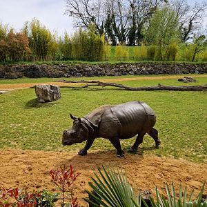 Indian Rhino