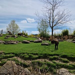 Mishmi Takin Exhibit