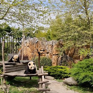 Giant Panda