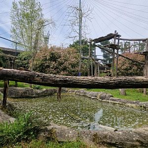 Snow Leopard exhibit
