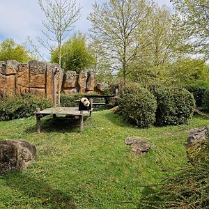 Giant Panda exhibit