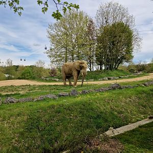 African Elephant exhibit