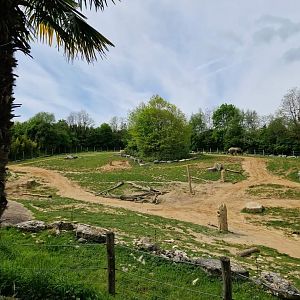 African Elephant 2nd exhibit