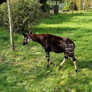 Okapi