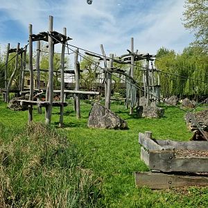 Orangutan outdoor area