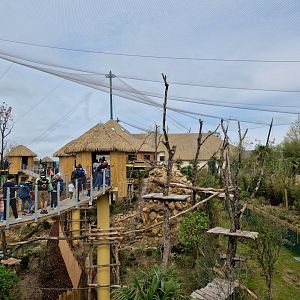 New South American Aviary