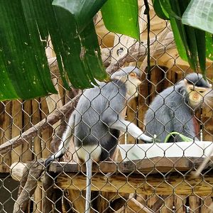 Red Shanked duk langur