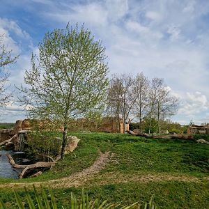 African Lion Exhibit