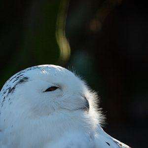 Snowy owl : Hamerton : 20 Jan 2023