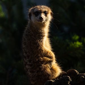 Meerkat : Hamerton : 20 Jan 2023