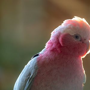 Galah : Hamerton : 20 Jan 2023