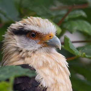 Yellow-headed caracara : Cotswold Falconry Centre : 03 Sep 2021