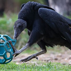Black vulture : Cotswold Falconry Centre : 03 Sep 2021