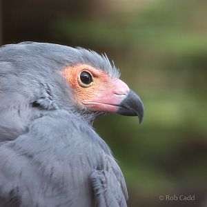 African harrier-hawk : Cotswold Falconry Centre : 03 Sep 2021