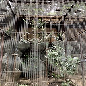 Japanese Scops-owl Aviary