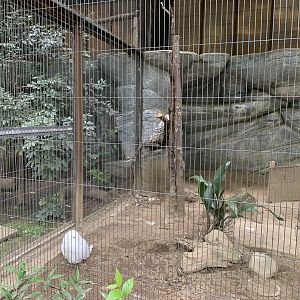 Snowy Owl Aviary