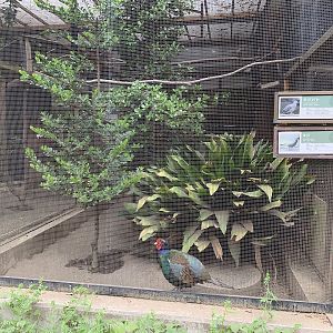 Dove and Pheasant Aviary