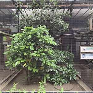 Dove and Pheasant Aviary