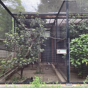 Bare-faced Curassow Aviary