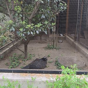 Bare-faced Curassow