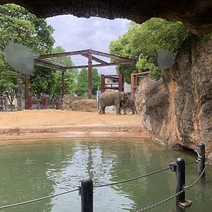 Asian Elephant Exhibit
