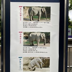 Asian Elephant Sign