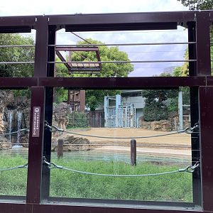 Asian Elephant Viewing