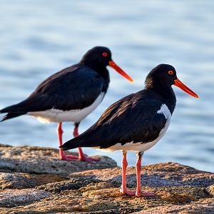 Australian Pied Oystercatchers