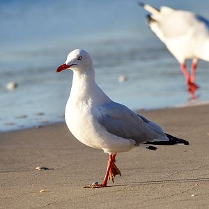 Silver Gull