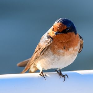 Welcome Swallow