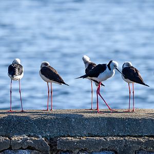 Pied Stilts