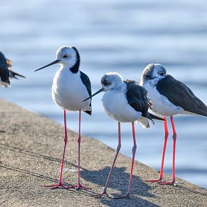 Pied Stilts