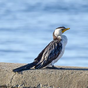 Little Pied Cormorant
