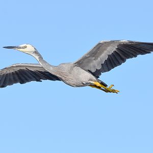 White-faced Heron