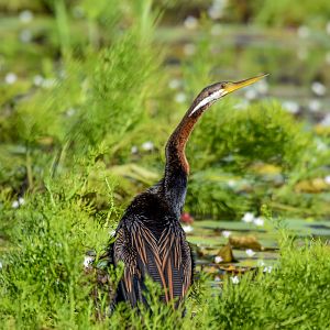 Australasian Darter