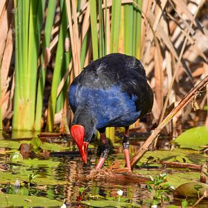 Australasian Swamphen