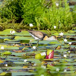 Comb-crested Jacana