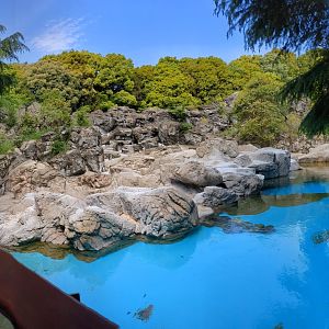 Humboldt penguin exhibit