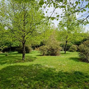 Okapi/Yellow-backed Duiker 2nd exhibit