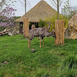 Lesser Kudu